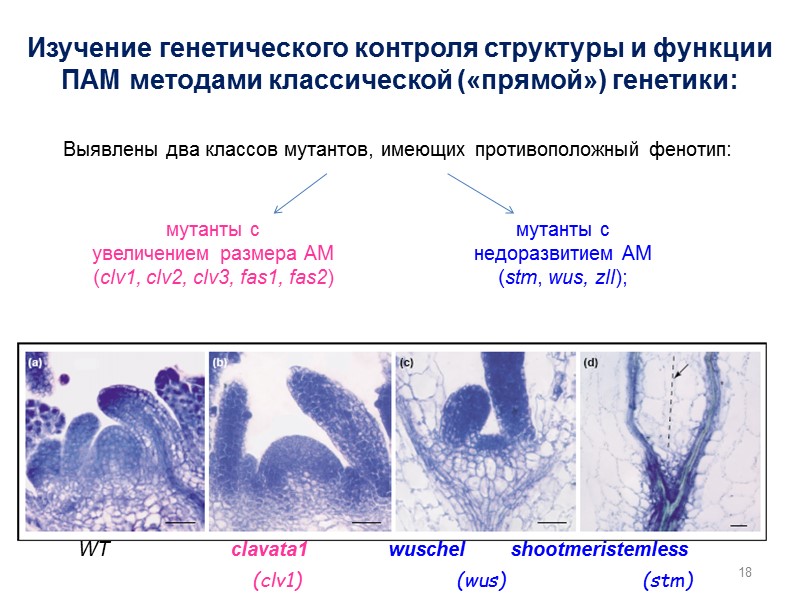 Изучение генетического контроля структуры и функции ПАМ методами классической («прямой») генетики: 18 Выявлены два